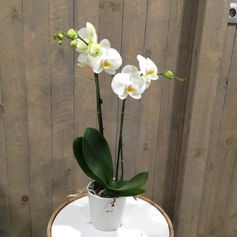 Orchidee wit met potje