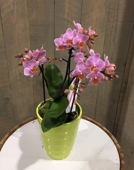 Orchidee gekleurd met potje