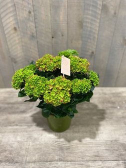 hortensia rood + pot groen