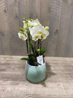 phalaenopsis Boquetto + potje