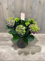 hortensia paars + pot grijs